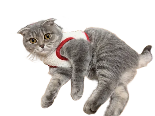 Coco, a Scottish fold, playing on the last folder
