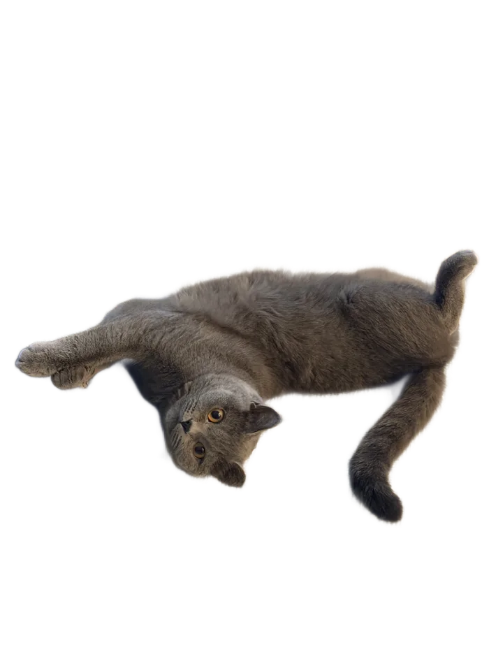 Luna, a British shorthair, lying on the folders